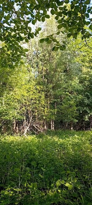 Pohľad na porasty cieľového biotopu v rámci TMP.