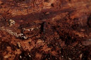 Imágo Rhysodes sulcatus