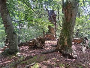 Fotografia zachytáva biotopy v TML.