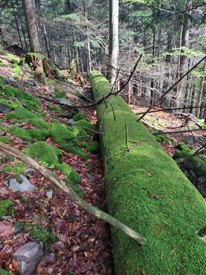 Fotografia zachytáva TMP.