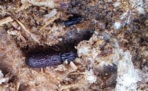 Imágo Rhysodes sulcatus