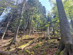 Fotografia zachytáva TMP.