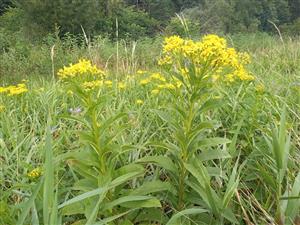 Senecio sarracenicus