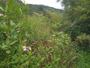 Impatiens glandulifera