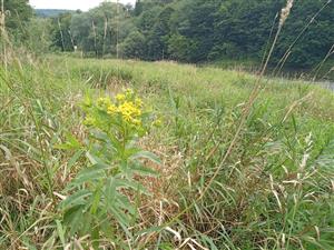 Senecio sarracenicus v poraste Br2 na TMP