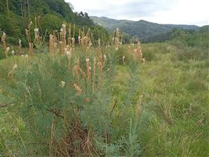 Myricaria germanica