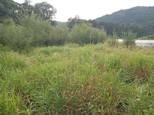 Porast Phalaroides arundinacea a náletu vŕb