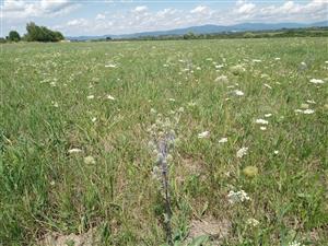 Eryngium planum - ojedinele v poraste Lk1