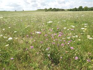 Celkový pohľad - otava Lk1 s Jacea pratensis a Daucus carota