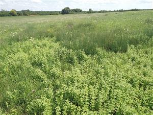 Vlhkomilný porast Lk6 s Mentha longifolia a Juncus inflexus