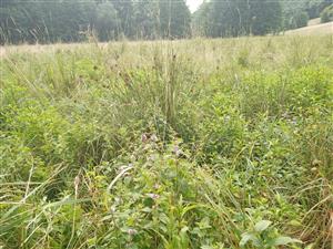Vlhkomilné porasty Lk6 s Mentha arvensis a Juncus effusus