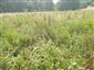 Vlhkomilné porasty Lk6 s Mentha arvensis a Juncus effusus