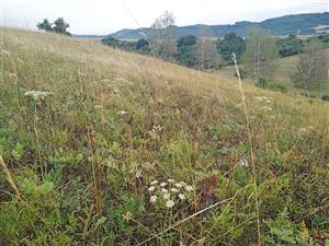 Detail porastu Tr1 s Peucedanum cervaria v letnom aspekte