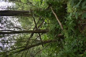 Pohľad na porasty cieľového biotopu v rámci TMP.