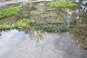 Pohľad na porasty cieľového biotopu v rámci TMP.