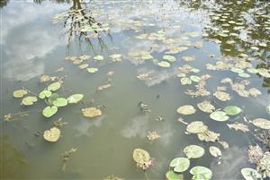 Pohľad na porasty cieľového biotopu s druhom Nuphar lutea v rámci TMP.