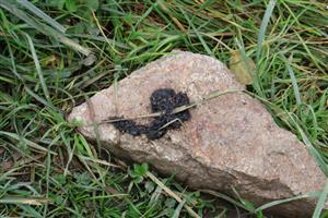 Kladisko trusu Lutra lutra, JZ Gbelský kanál, TML Parížske močiare. Trus Lutra lutra. Foto: J.Lengyel, 10.10.2025.