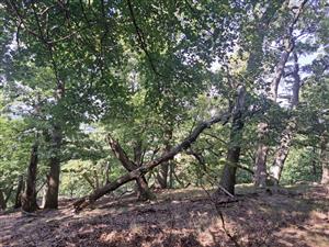 Fotografia zachytáva biotopy v TML.