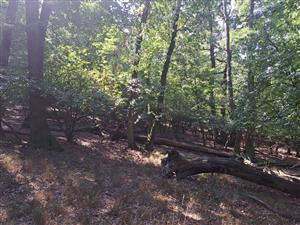 Fotografia zachytáva biotopy v TML.