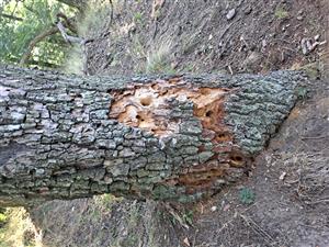 Pobytové znaky Cerambyx cerdo.