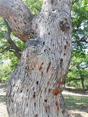 Pobytové znaky Cerambyx cerdo.