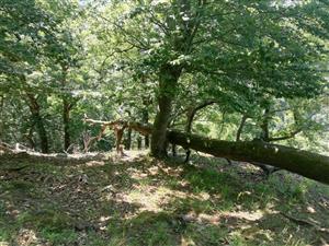 Fotografia zachytáva biotopy v TML.