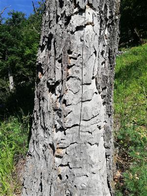 Pobytové znaky Cerambyx cerdo.