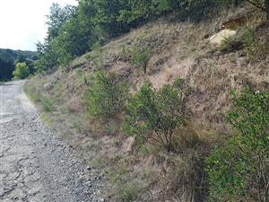 Celkový pohľad. Plochy zarastajúca agátom