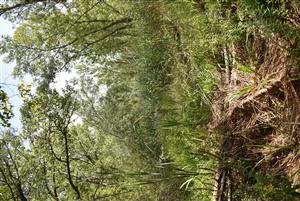 Celkový pohľad na monitorovanú lokalitu.