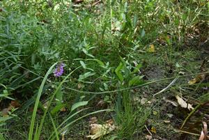Pohľad na porasty s močiarnymi druhmi a obnaženým pôdnym substrátom.