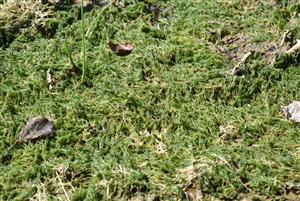 Pohľad na jediný fragment porastu s taxónom Chara sp.