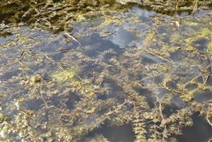 Pohľad na časť porastov cieľového biotopu s Myriophyllum verticillatum v rámci TMP.