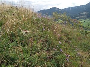 Porast Tr1b s Aster amelloides