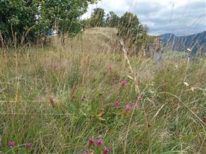 Porast Tr1b s Bromus erectus v aspekte s Melampyrum arvense
