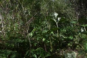 Pohľad na porasty cieľového biotopu v rámci časti TMP.