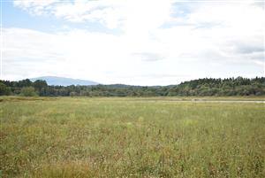 Porasty na obnaženom dne VN.