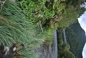 Pohľad na porasty cieľového biotopu v rámci časti TMP.