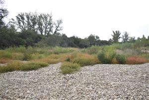 Štruktúra porastov cieľového biotopu.