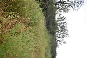 Pohľad na porasty cieľového biotopu v rámci časti TMP.