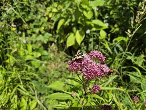 spriadač kostihojový