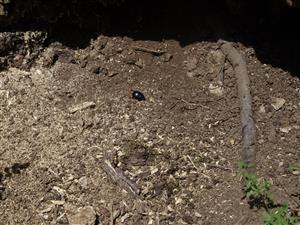 Trypocopris vernalis