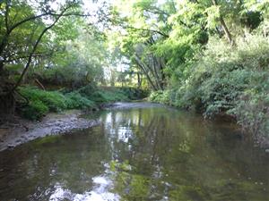začiatok TMP Krivánsky potok, Tomášovce po prúde