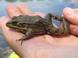 subad Rana ridibunda