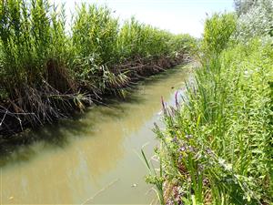 TML Obid, eutrofizovaný kanál