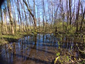 Interiér jelšového porastu s vodnými plochami 