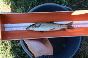 barbus meridionalis Žiar nad Hronom