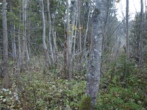 Okraj intreriéru TML