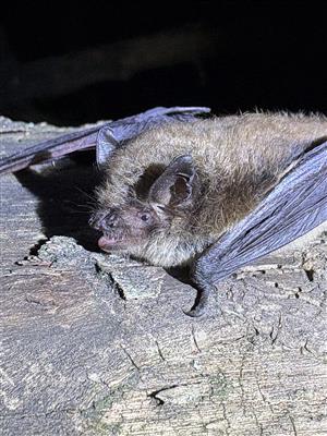 Myotis brandtii