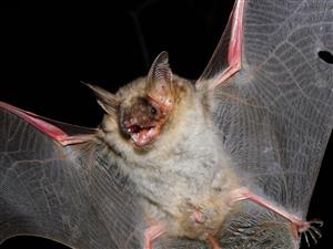 Myotis myotis