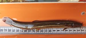 Šard_Matúškovo_Misgurnus fossilis